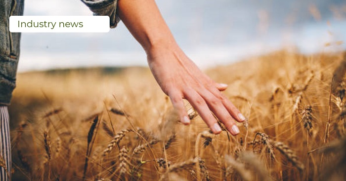 Farmer dragging hands through wheat field